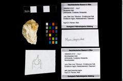 Foto (Objekt + Etikett) von Munidopsidae indet.  (NHMW-GEO-1990-0041-3147)